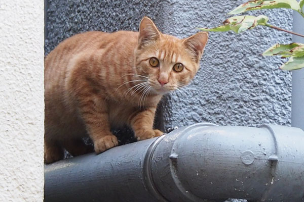 ginger kitten at Canada