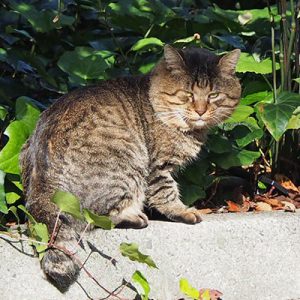 マヌルネコって誰　トッキー