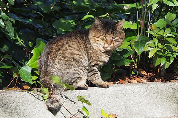 マヌルネコって誰　トッキー