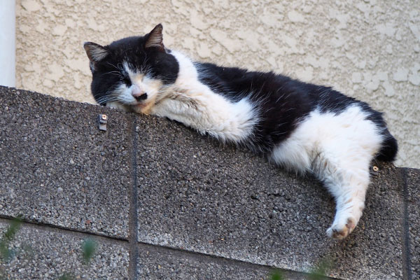 caru sleeping on the wall