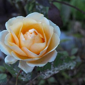 orange rose