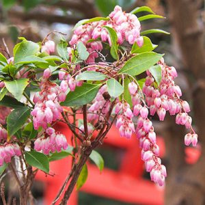 flower small pink shrine