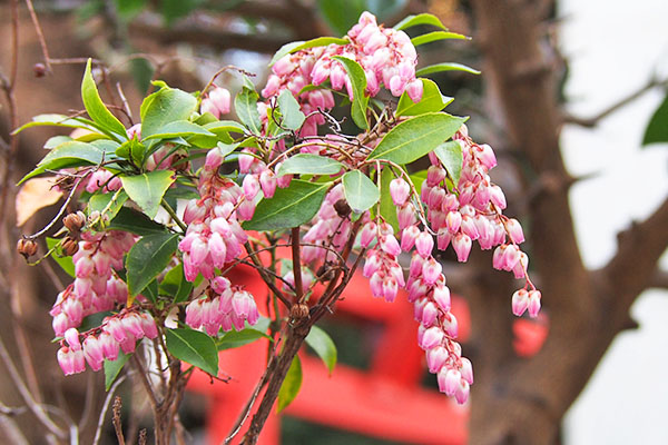 flower small pink shrine