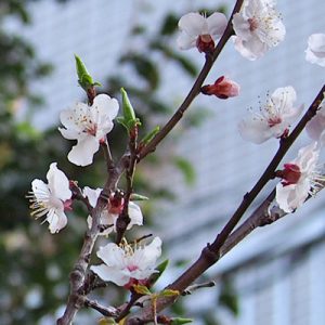 flower sakura pink