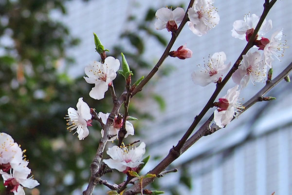 flower sakura pink