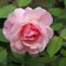flower rose many petal pink