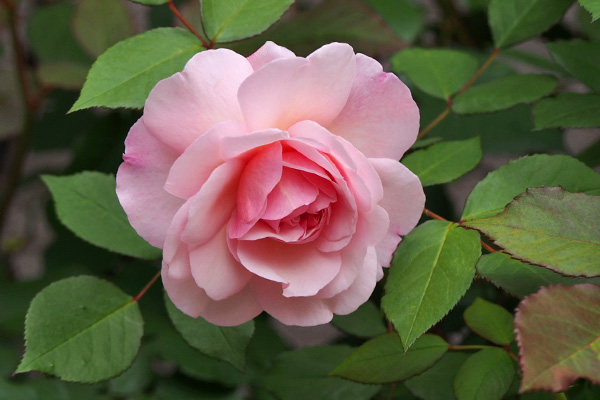 flower rose many petal pink