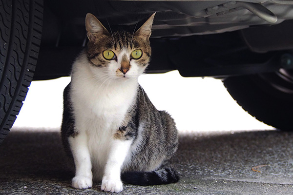 Pregnant cat has cute bitg eyes