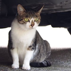 お目メ丸っと さくら