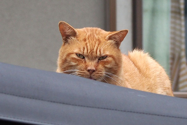 nacha face on the car