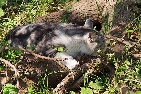 chrome napping on root of tree