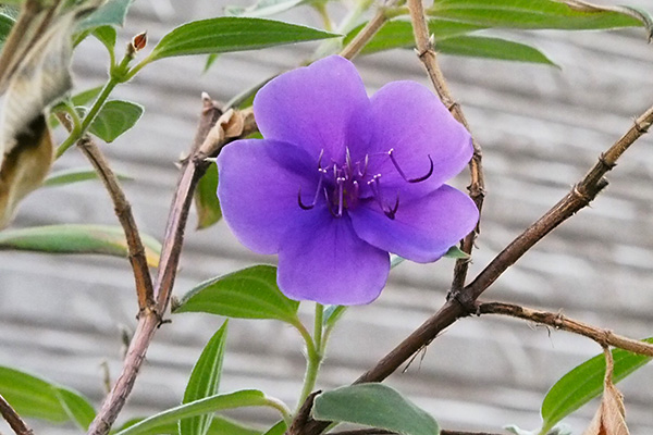 flower purple