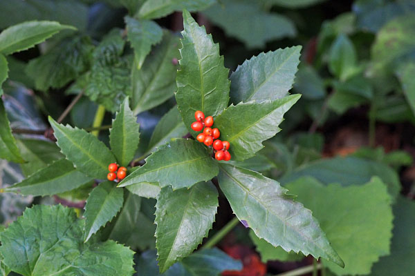 holly red fruit