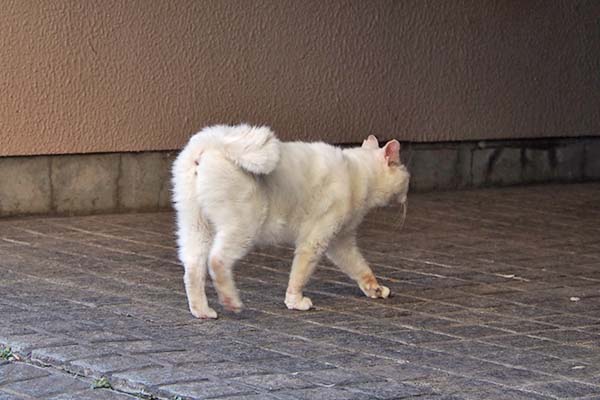 meru cute tail