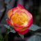 flower rose pink gradation