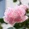 flower pink rose ending