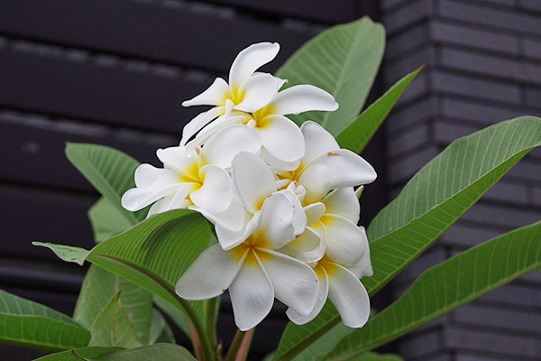 flower white tropical