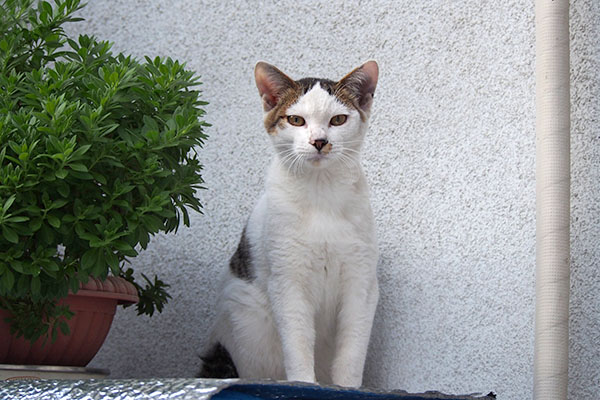 kochu greeting position