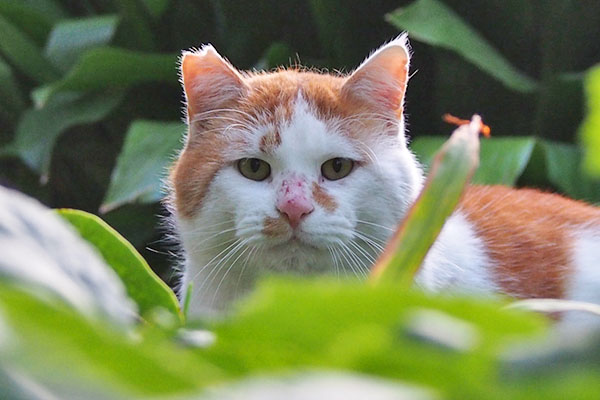 purin face closeup