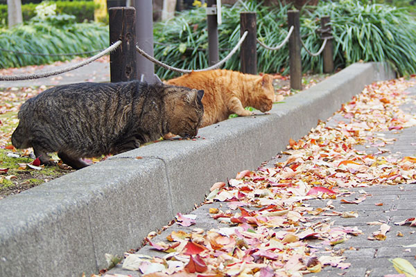 tokky and corlre eating side by side