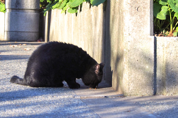 また食べる　ＢＢ