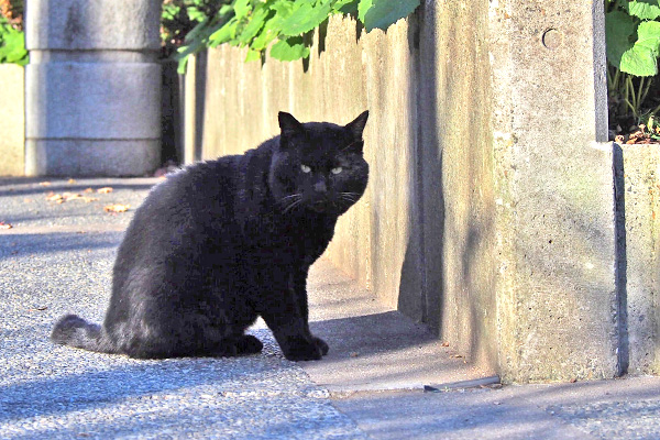 食べ終わったにゃ　ＢＢ