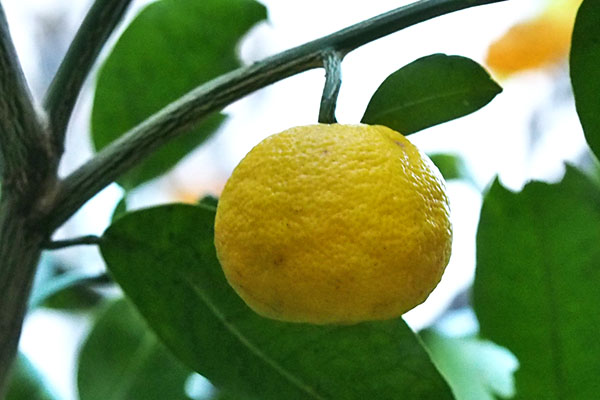 yuzu flower yellow fruit