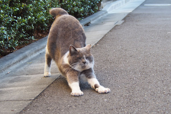 うぐぐーっと伸びするちびにゃん