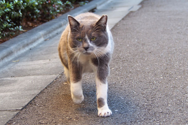 面白い顔のちびにゃん