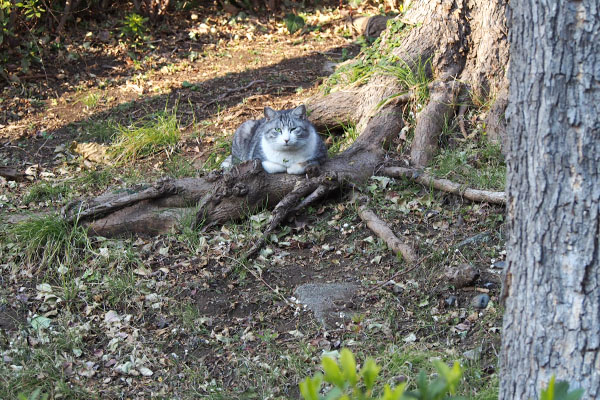 木の根っこにクロム