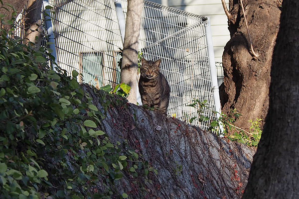 鳴いているコイキー