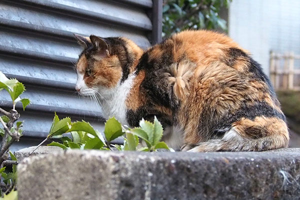 オトワちゃん　ちんまりオトワちゃん　ちんまり