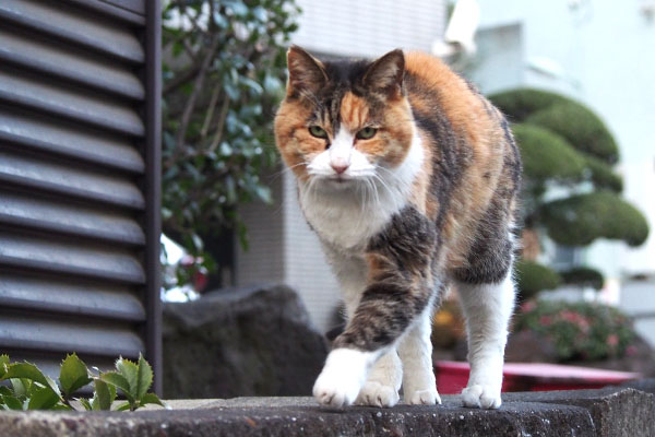 こっちに来るオトワ