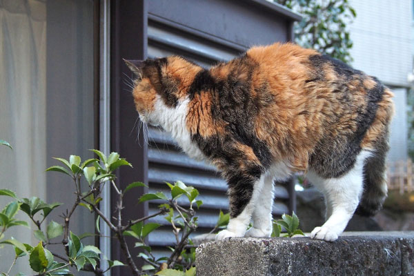 食べ物くれない人にゃ　オトワ