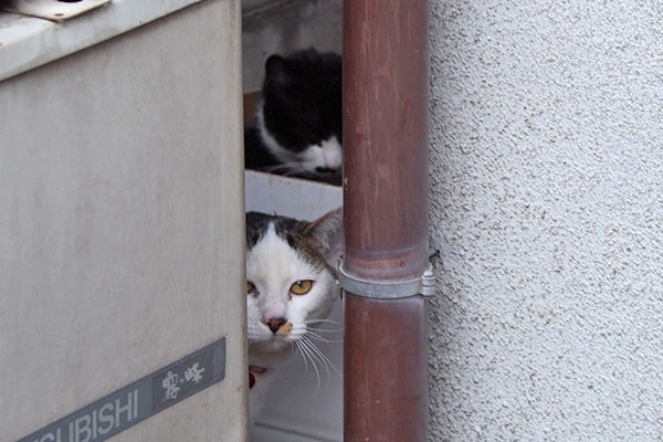 コチュ君顔を出す