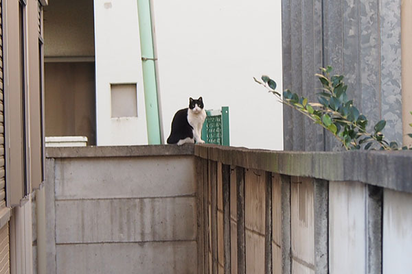 気が付くニコル