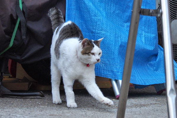 赤い首輪のコチュ　寝起き