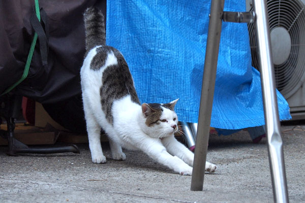 尻尾を立てて伸び　コチュ