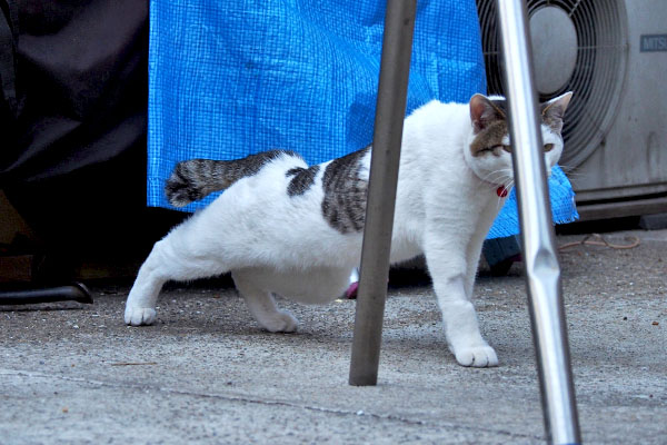 前方にぐいーん　顔が隠れたコチュ