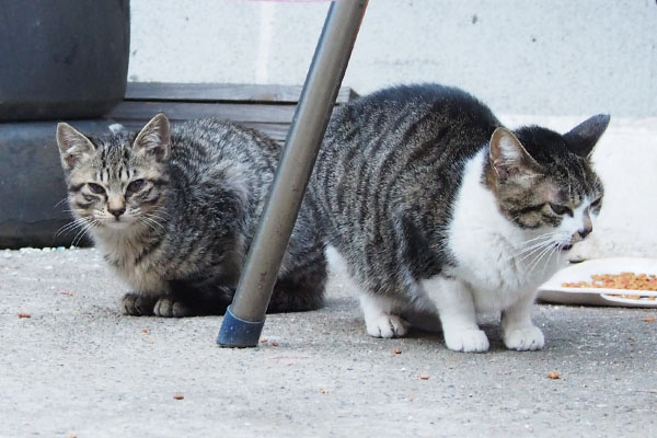 シマコがこっちを見る