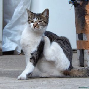 コーちゃん ママに似ている