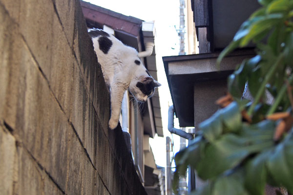 こちらに来る　坊　塀から