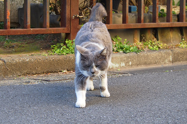 伸び最初　ちびにゃん