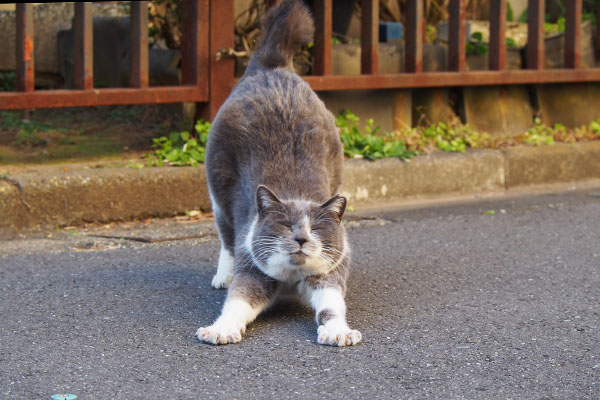 むぎゅー　ちびにゃん