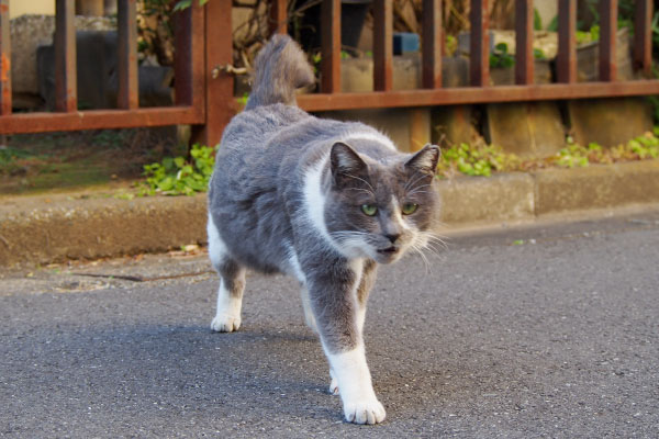 ニャー　ちびにゃん