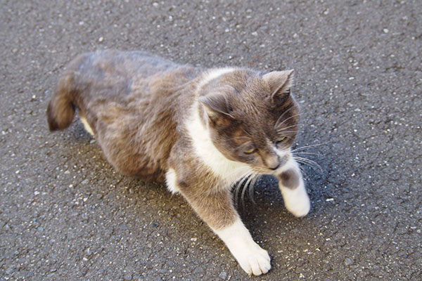 転がるちびにゃん