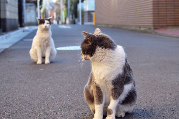 前後のシフト　坊とちびにゃん