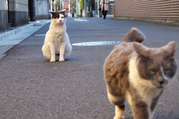 しびれを切らしたちびにゃん