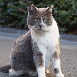 ふつうの顔 ちびにゃん