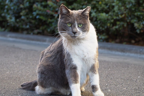 ふつうの顔　ちびにゃん